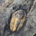 Agraulos ceticephalus